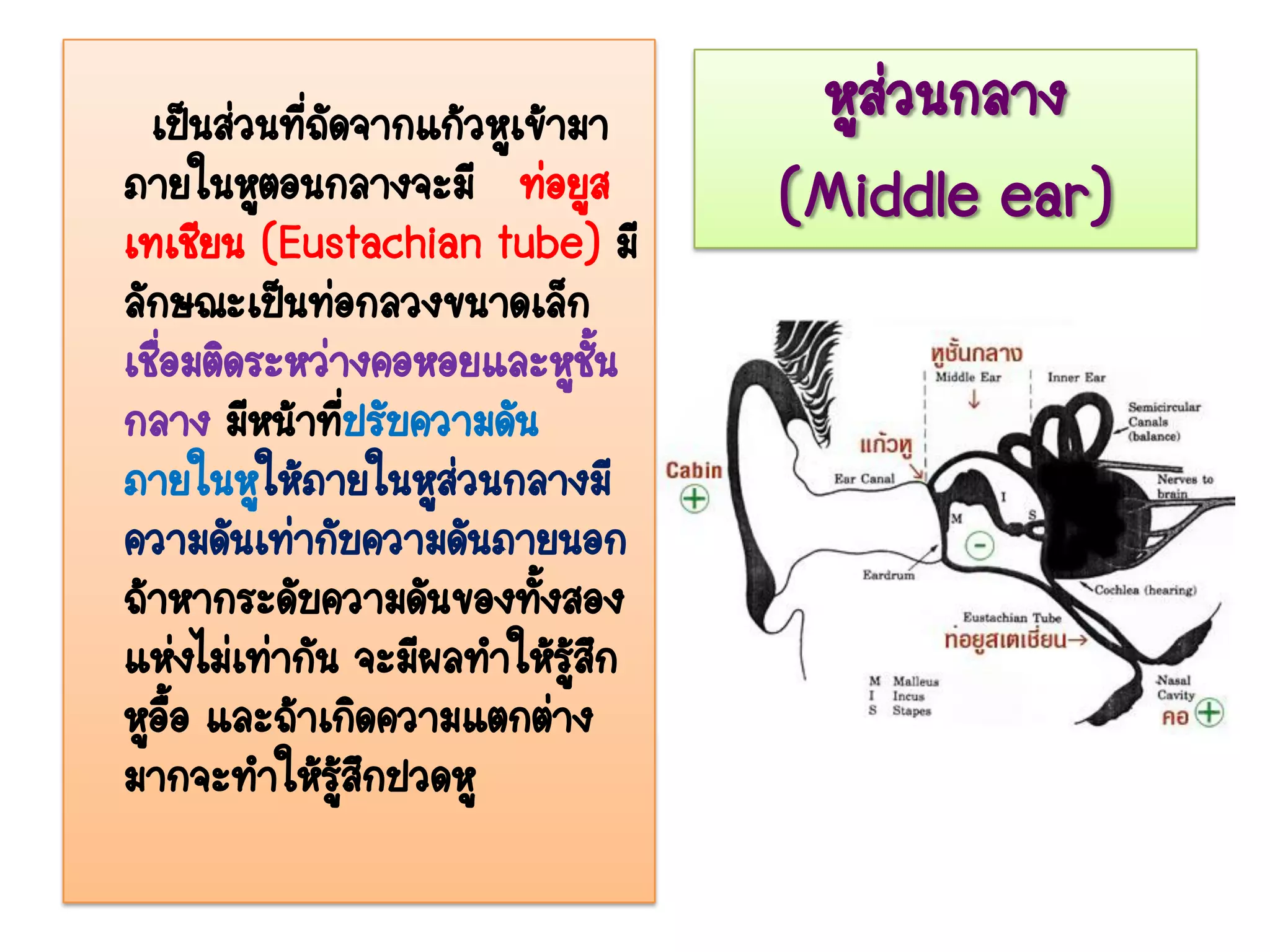เป็นส่วนทีถัดจากแก้วหูเข้ามา
            ่                        หูส่วนกลาง
ภายในหูตอนกลางจะมี ท่อยูส
เทเชียน (Eustachian tube) มี
                                    (Middle ear)
ลักษณะเป็นท่อกลวงขนาดเล็ก
เชือมติดระหว่างคอหอยและหูชน
   ่                           ั้
กลาง มีหน้าทีปรับความดัน
                  ่
ภายในหูให้ภายในหูส่วนกลางมี
ความดันเท่ากับความดันภายนอก
ถ้าหากระดับความดันของทังสอง
                          ้
แห่งไม่เท่ากัน จะมีผลทาให้รสึก
                            ู้
หูออ และถ้าเกิดความแตกต่าง
     ื้
มากจะทาให้รสึกปวดหู
               ู้
 