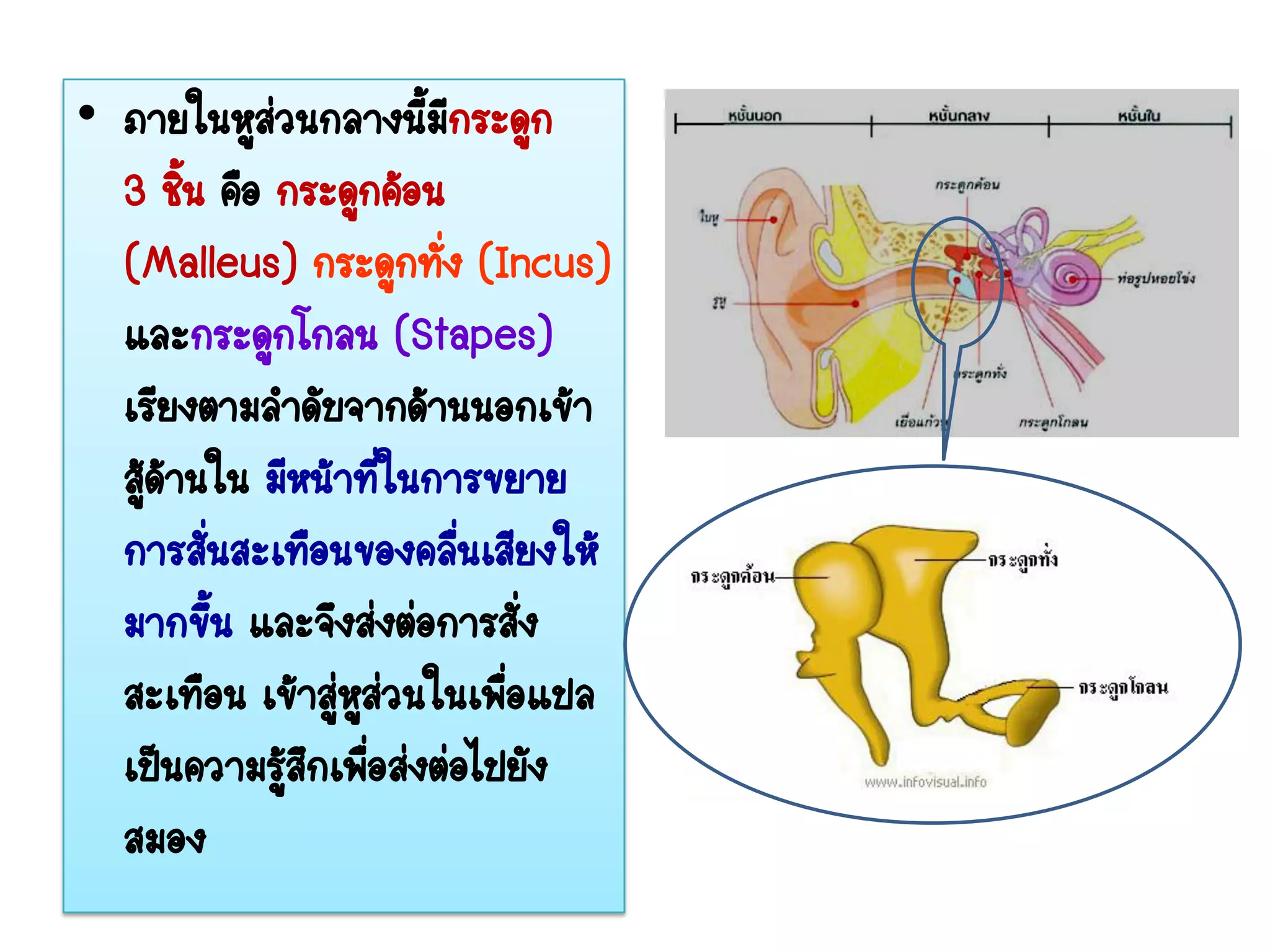 • ภายในหูส่วนกลางนี้มีกระดูก
  3 ชิ้น คือ กระดูกค้อน
  (Malleus) กระดูกทัง (Incus)
                        ่
  และกระดูกโกลน (Stapes)
  เรียงตามลาดับจากด้านนอกเข้า
  สู้ดานใน มีหน้าทีในการขยาย
      ้             ่
  การสั่นสะเทือนของคลืนเสียงให้
                          ่
  มากขึ้น และจึงส่งต่อการสัง  ่
  สะเทือน เข้าสู่หูส่วนในเพือแปล
                            ่
  เป็นความรูสึกเพือส่งต่อไปยัง
             ้ ่
  สมอง
 