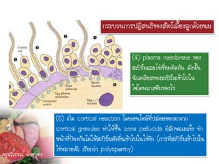 กระบวนการปฏิสนธิของสัตว์เลี้ยงลูกด้วยนม


                                                        (4) plasma membrane ของ
                                                        สเปิร์มและไข่เชื่อมติดกัน ดังนั้น
                                                        นิวเคลียสของสเปิร์มเข้าไปใน
                                                        ไซโตพลาสซึมของไข่


                     (5) เกิด cortical reaction โดยเอนไซม์ที่ปล่อยออกมาจาก
                     cortical granules ทาให้ชั้น zona pellucida มีลักษณะแข็ง ทา
                     หน้าที่ป้องกันไม่ให้สเปิร์มตัวอื่นเข้าไปในไข่อีก (การทีสเปิร์มเข้าไปใน
                                                                            ่
                     ไข่หลายตัว เรียกว่า polyspermy)
ครูฉวีวรรณ นาคบุตร
 