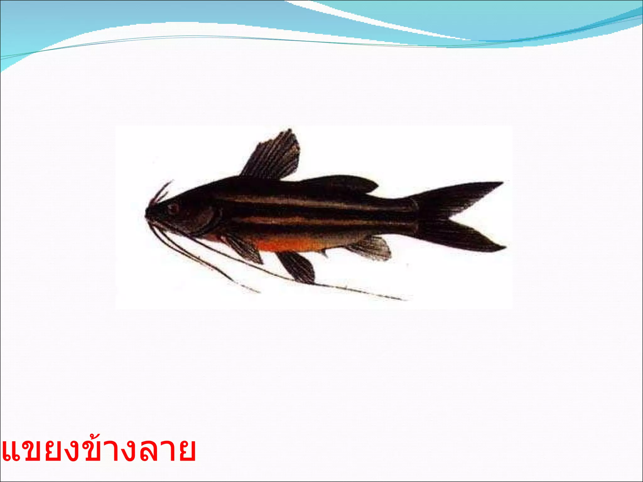 แขยงข้างลาย 