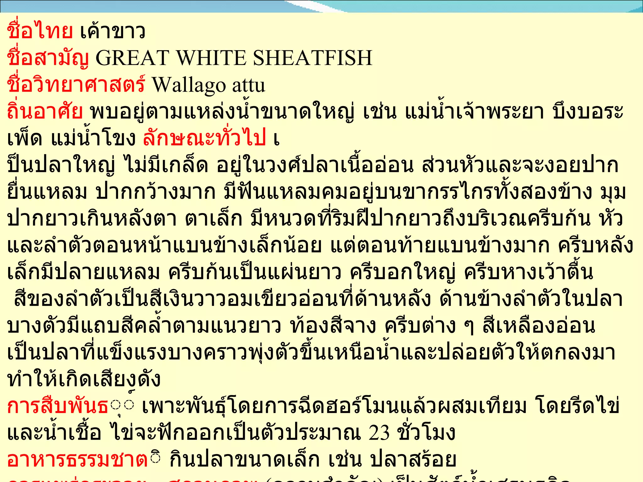 ชื่อไทย   เค้าขาว   ชื่อสามัญ   GREAT WHITE SHEATFISH  ชื่อวิทยาศาสตร์   Wallago attu  ถิ่นอาศัย   พบอยู่ตามแหล่งน้ำขนาดใหญ่ เช่น แม่น้ำเจ้าพระยา บึงบอระเพ็ด แม่น้ำโขง   ลักษณะทั่วไป   เ ป็นปลาใหญ่ ไม่มีเกล็ด อยู่ในวงศ์ปลาเนื้ออ่อน ส่วนหัวและจะงอยปากยื่นแหลม ปากกว้างมาก มีฟันแหลมคมอยู่บนขากรรไกรทั้งสองข้าง มุมปากยาวเกินหลังตา ตาเล็ก มีหนวดที่ริมฝีปากยาวถึงบริเวณครีบก้น หัวและลำตัวตอนหน้าแบนข้างเล็กน้อย แต่ตอนท้ายแบนข้างมาก ครีบหลังเล็กมีปลายแหลม ครีบก้นเป็นแผ่นยาว ครีบอกใหญ่ ครีบหางเว้าตื้น สีของลำตัวเป็นสีเงินวาวอมเขียวอ่อนที่ด้านหลัง ด้านข้างลำตัวในปลาบางตัวมีแถบสีคล้ำตามแนวยาว ท้องสีจาง ครีบต่าง ๆ สีเหลืองอ่อน เป็นปลาที่แข็งแรงบางคราวพุ่งตัวขึ้นเหนือน้ำและปล่อยตัวให้ตกลงมาทำให้เกิดเสียงดัง   การสืบพันธ ุ์   เพาะพันธุ์โดยการฉีดฮอร์โมนแล้วผสมเทียม โดยรีดไข่และน้ำเชื้อ ไข่จะฟักออกเป็นตัวประมาณ  23  ชั่วโมง   อาหารธรรมชาต ิ กินปลาขนาดเล็ก เช่น ปลาสร้อย   การแพร่กระจาย  -  สถานภาพ   ( ความสำคัญ )  เป็นสัตว์น้ำเศรษฐกิจ    