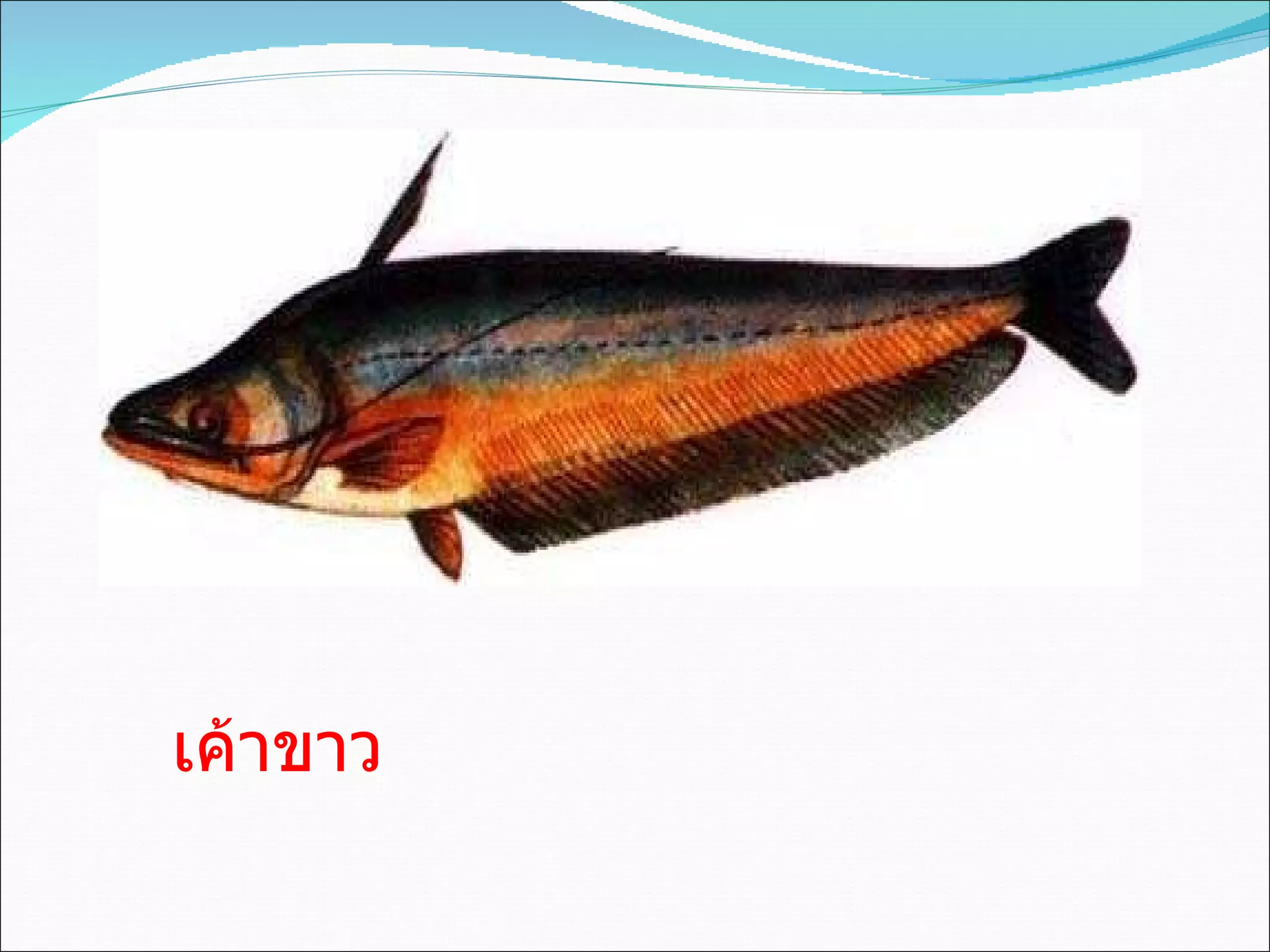 เค้าขาว 