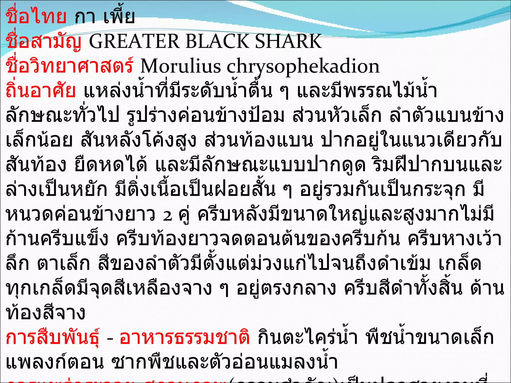 ชื่อไทย  กา เพี้ย  ชื่อสามัญ   GREATER BLACK SHARK  ชื่อวิทยาศาสตร์   Morulius chrysophekadion  ถิ่นอาศัย  แหล่งน้ำที่มีระดับน้ำตื้น ๆ และมีพรรณไม้น้ำ  ลักษณะทั่วไป รูปร่างค่อนข้างป้อม ส่วนหัวเล็ก ลำตัวแบนข้างเล็กน้อย สันหลังโค้งสูง ส่วนท้องแบน ปากอยู่ในแนวเดียวกับสันท้อง ยืดหดได้ และมีลักษณะแบบปากดูด ริมฝีปากบนและล่างเป็นหยัก มีติ่งเนื้อเป็นฝอยสั้น ๆ อยู่รวมกันเป็นกระจุก มีหนวดค่อนข้างยาว  2  คู่ ครีบหลังมีขนาดใหญ่และสูงมากไม่มีก้านครีบแข็ง ครีบท้องยาวจดตอนต้นของครีบก้น ครีบหางเว้าลึก ตาเล็ก สีของลำตัวมีตั้งแต่ม่วงแก่ไปจนถึงดำเข้ม เกล็ดทุกเกล็ดมีจุดสีเหลืองจาง ๆ อยู่ตรงกลาง ครีบสีดำทั้งสิ้น ด้านท้องสีจาง  การสืบพันธุ์  -  อาหารธรรมชาติ  กินตะไคร่น้ำ พืชน้ำขนาดเล็ก แพลงก์ตอน ซากพืชและตัวอ่อนแมลงน้ำ  การแพร่กระจาย - สถานภาพ ( ความสำคัญ ) เป็นปลาสวยงามที่ส่งไปจำหน่ายยังต่างประเทศ 