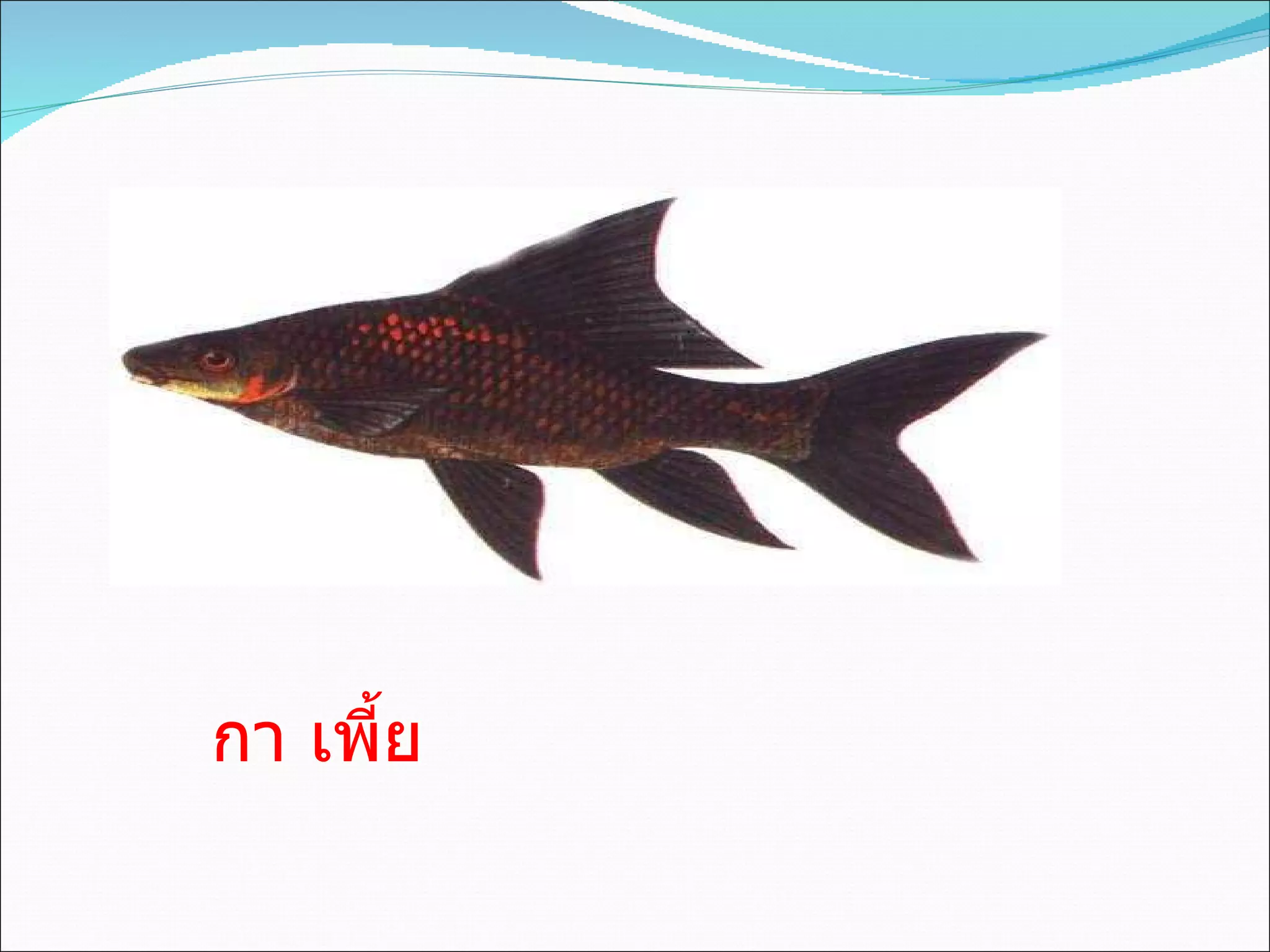 กา เพี้ย 