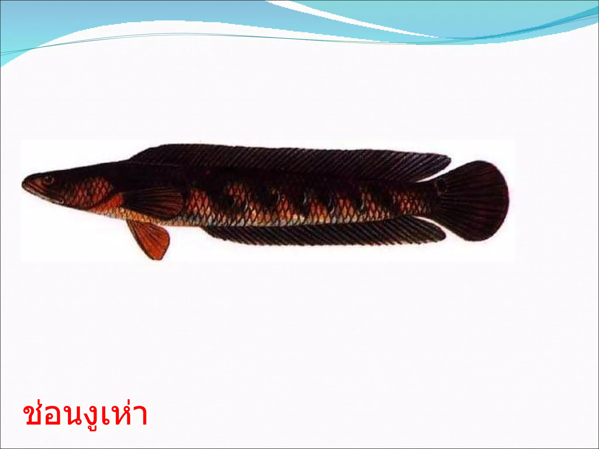 ช่อนงูเห่า   