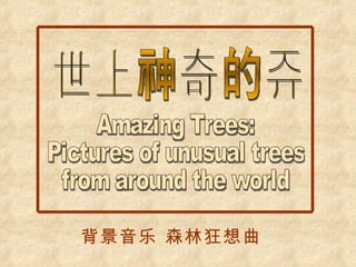 Amazing Trees:  Pictures of unusual trees from around the world  世上神奇的树 背景音乐 森林狂想曲 