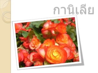 ดอกไม้