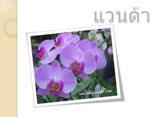 ดอกไม้