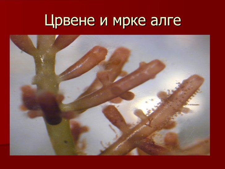 Crvene i mrke alge I-9