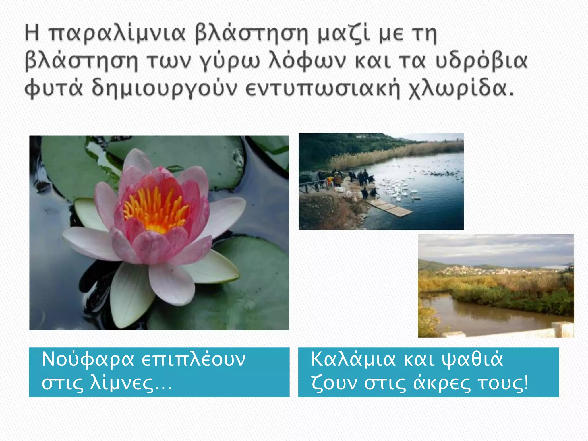 Νούυαπα επιπλέοτν   Καλάμια και χαθιά
ςσιρ λίμνερ…        ζοτν ςσιρ άκπερ σοτρ!
 