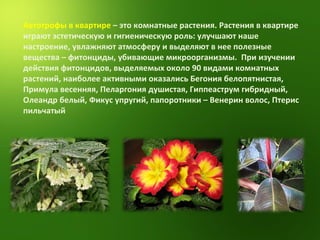 Автотрофы в квартире  – это комнатные растения. Растения в квартире играют эстетическую и гигиеническую роль: улучшают наше настроение, увлажняют атмосферу и выделяют в нее полезные вещества – фитонциды, убивающие микроорганизмы.  При изучении действия фитонцидов, выделяемых около 90 видами комнатных растений, наиболее активными оказались Бегония белопятнистая, Примула весенняя, Пеларгония душистая, Гиппеаструм гибридный, Олеандр белый, Фикус упругий, папоротники – Венерин волос, Птерис пильчатый 