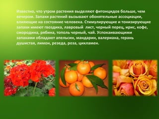 Известно, что утром растения выделяют фитонцидов больше, чем вечером. Запахи растений вызывают обонятельные ассоциации, влияющие на состояние человека. Стимулирующие и тонизирующие запахи имеют гвоздика, лавровый  лист, черный перец, ирис, кофе, смородина, рябина, тополь черный, чай. Успокаивающими запахами обладают апельсин, мандарин, валериана, герань душистая, лимон, резеда, роза, цикламен. 