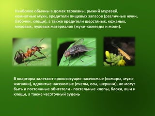 Наиболее обычны в домах тараканы, рыжий муравей, комнатные мухи, вредители пищевых запасов (различные жуки, бабочки, клещи), а также вредители шерстяных, кожаных, меховых, пуховых материалов (жуки-кожееды и моли).  B квартиры залетают кровососущие насекомые (комары, мухи-жигалки), ядовитые насекомые (пчелы, осы, шершни), но могут быть и постоянные обитатели - постельные клопы, блохи, вши и клещи, а также чесоточный зудень 