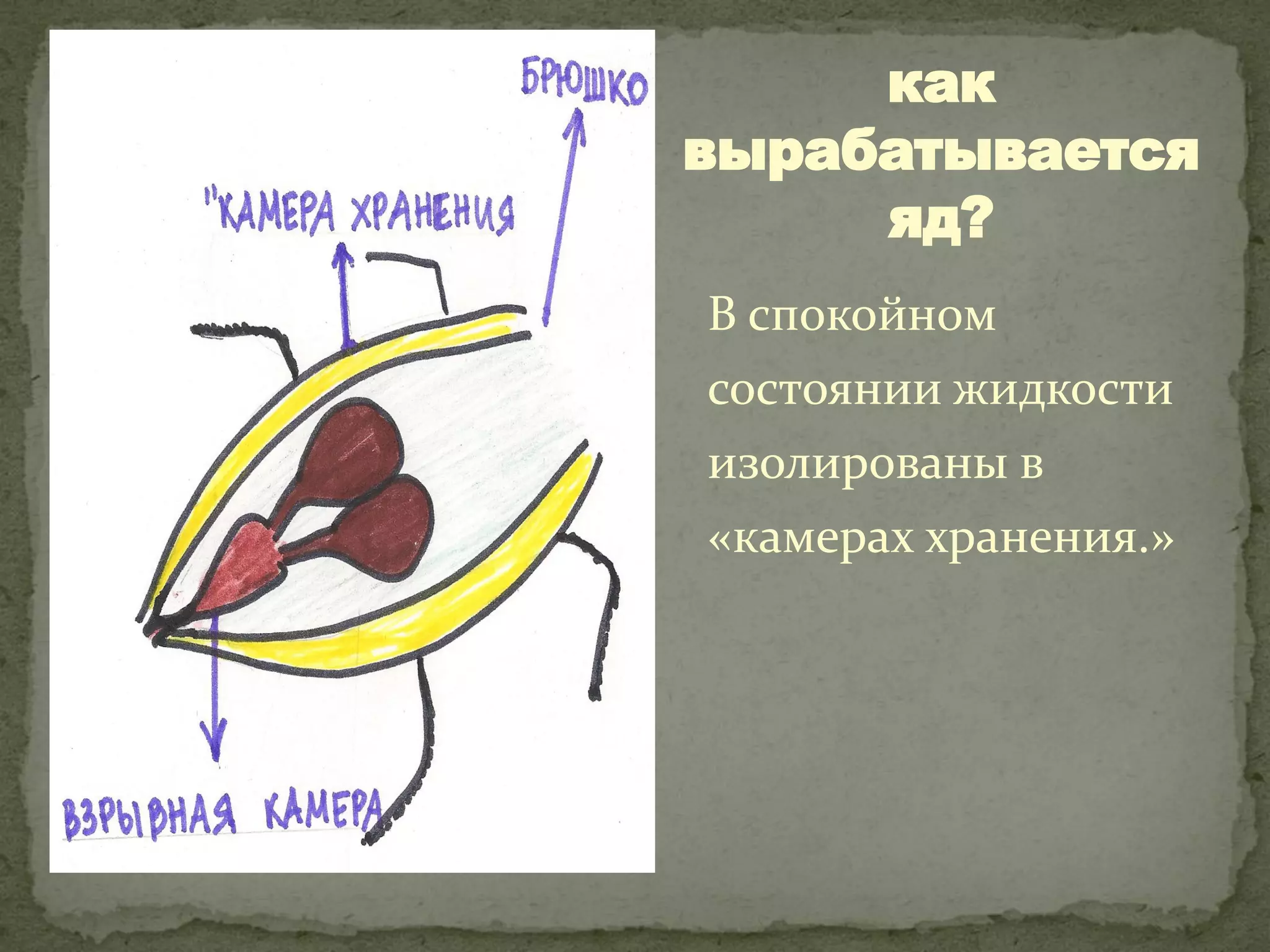 как
вырабатывается
     яд?
В спокойном
состоянии жидкости
изолированы в
«камерах хранения.»
 