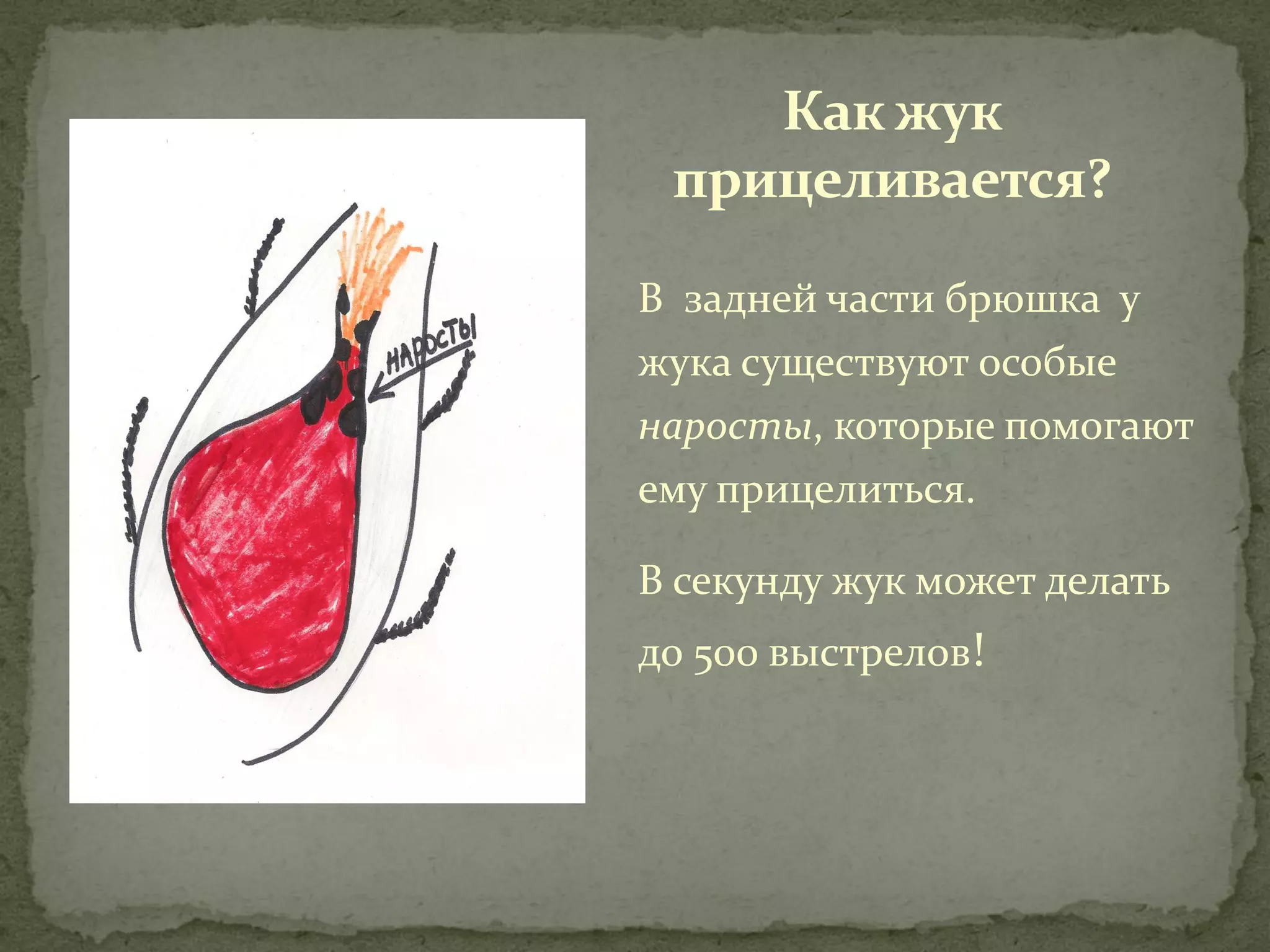 Как жук
 прицеливается?

В задней части брюшка у
жука существуют особые
наросты, которые помогают
ему прицелиться.

В секунду жук может делать
до 500 выстрелов!
 