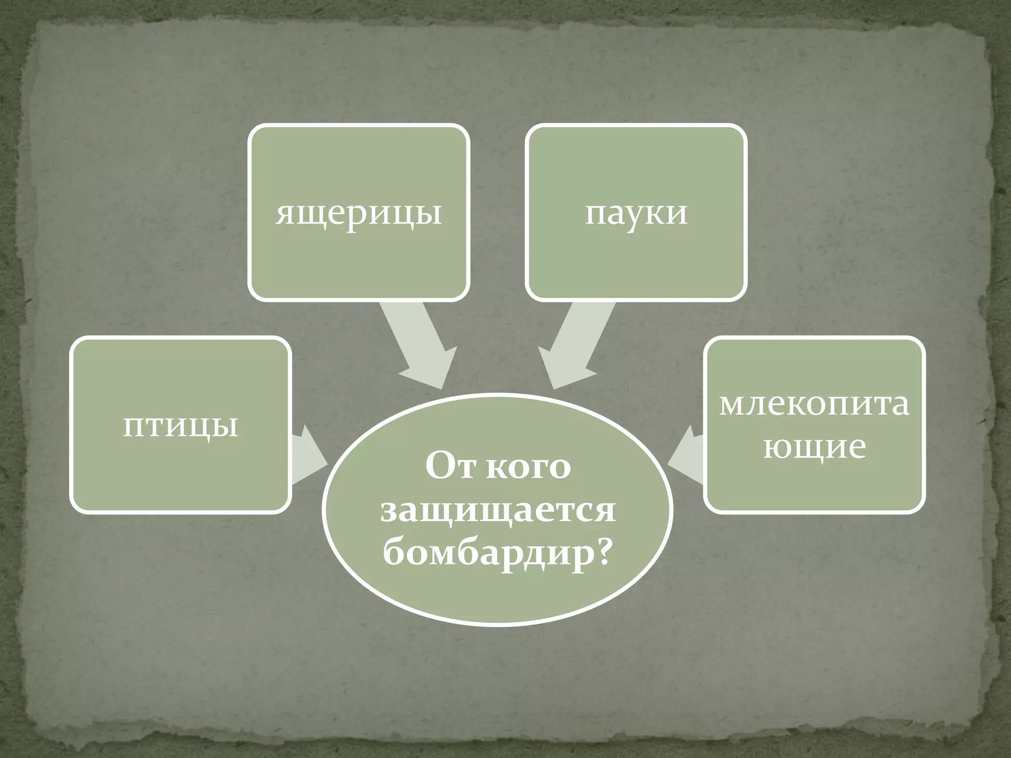 ящерицы     пауки



                            млекопита
птицы
                              ющие
              От кого
            защищается
            бомбардир?
 