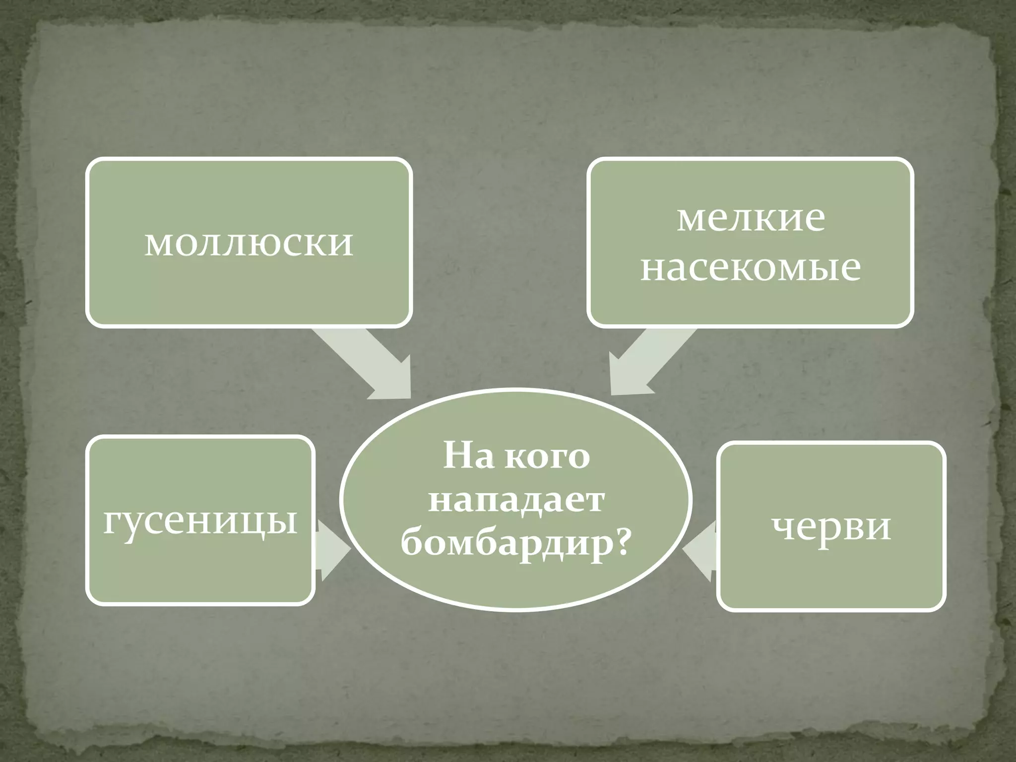 мелкие
 моллюски
                         насекомые



              На кого
             нападает
гусеницы    бомбардир?        черви
 