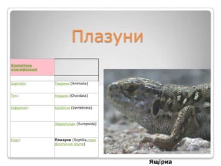 Плазуни
Біологічна
класифікація



Царство:       Тварини (Animalia)


Тип:           Хордові (Chordata)


Інфратип:      Хребетні (Vertebrata)



               Завропсиди (Suropsida)



Клас:          Плазуни (Reptilia,пара
               філетична група)




                                        Ящірка
 