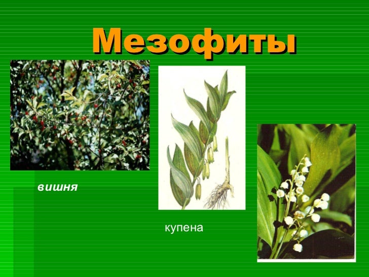 гидатофиты