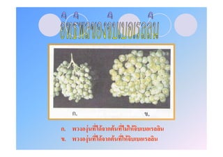 ก.   F       F ก F        F F
 .       F    F ก F   F
 