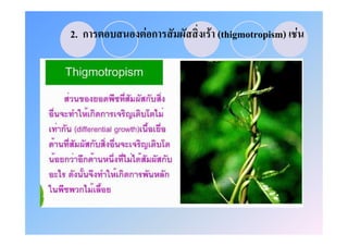2. ก   Fก   F (thigmotropism) F
 