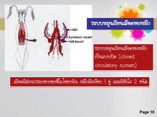 ระบบหมุนเวียนเลือดของหมึก


                                         ระบบหมุนเวียนเลือดของหมึก
                                         เป็นแบบปิด (closed
                                         circulatory system)

เลือดมีส่วนประกอบของฮีโมไซยานิน หมึกมีเหงือก 1 คู่ และมีหัวใจ 2 ชนิด



                                                                Page 10
 