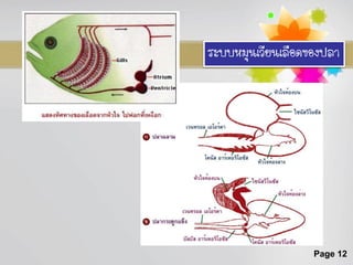 ระบบหมุนเวียนเลือดของปลา




                   Page 12
 