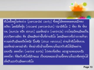 หัวใจตั้งอยู่ในช่องว่าง (pericardial cavity) ซึ่งอยู่ใต้คอหอยตอนหลังของ
เหงือก โดยมีเยื่อหุ้ม (visceral pericardium) ปลามีหัวใจ 2 ห้อง คือ ห้อง
บน (auricle หรือ atrium) และห้องล่าง (ventricle) การไหลเวียนเลือดเป็น
แบบปิดทางเดียว คือ เลือดเสียเท่านั้นทีผ่านหัวใจ โดยเลือดจากทั่วร่างกายเข้ามา
                                       ่
ทางแอ่งรับเลือดหรือไซนัส วีโนซัส (sinus venosus) ผ่านเข้าหัวใจห้องบน
และห้องล่างตามลาดับ ห้องล่างมีกล้ามเนื้อหนาแข็งแรงบีบตัวให้เลือดผ่าน
เวนทรัล เอออร์ตา (ventral aorta) ไปฟอกที่เหงือก ตรงฐานของเวนทรัล
เอออร์ตา ที่ติดกับหัวใจมีลักษณะ เป็นหลอดลมกล้ามเนื้อหนาแข็งแรงยืดหยุ่นได้
เพื่อรับแรงบีบเลือดจากหัวใจ
                                                                       Page 13
 