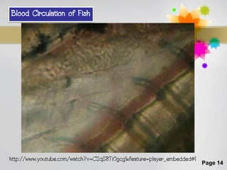 Blood Circulation of Fish




http://www.youtube.com/watch?v=C2qS8Ti0gcg&feature=player_embedded#!
                                                                       Page 14
 