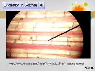 Circulation in Goldfish Tail




   http://www.youtube.com/watch?v=XiQvLj_T9co&feature=related
                                                                Page 15
 