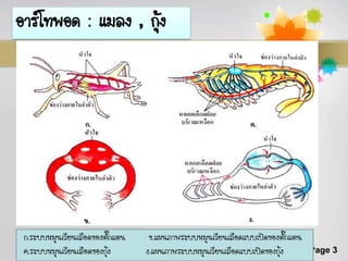 อาร์โทพอด : แมลง , กุ้ง




 ก.ระบบหมุนเวียนเลือดของตั๊กแตน    ข.แผนภาพระบบหมุนเวียนเลือดแบบเปิดของตั๊กแตน
 ค.ระบบหมุนเวียนเลือดของกุง
                          ้       ง.แผนภาพระบบหมุนเวียนเลือดแบบเปิดของกุ้ง       Page 3
 