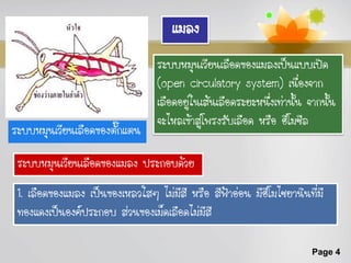 แมลง
                                 ระบบหมุนเวียนเลือดของแมลงเป็นแบบเปิด
                                 (open circulatory system) เนื่องจาก
                                 เลือดอยู่ในเส้นเลือดระยะหนึ่งเท่านั้น จากนัน
                                                                            ้
                                 จะไหลเข้าสู่โพรงรับเลือด หรือ ฮีโมซีล
ระบบหมุนเวียนเลือดของตั๊กแตน

 ระบบหมุนเวียนเลือดของแมลง ประกอบด้วย
 1. เลือดของแมลง เป็นของเหลวใสๆ ไม่มสี หรือ สีฟ้าอ่อน มีฮโี มไซยานินที่มี
                                     ี
 ทองแดงเป็นองค์ประกอบ ส่วนของเม็ดเลือดไม่มสี
                                          ี

                                                                       Page 4
 