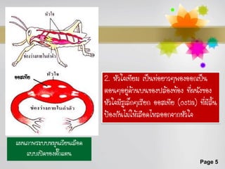 ออสเทีย                    2. หัวใจเทียม เป็นท่อยาวๆพองออกเป็น
                           ตอนๆอยู่ด้านบนของปล้องท้อง ที่ผนังของ
                           หัวใจมีรูเล็กๆเรียก ออสเทีย (ostia) ที่มีลน
                                                                     ิ้
                           ป้องกันไม่ให้เลือดไหลออกจากหัวใจ

แผนภาพระบบหมุนเวียนเลือด
   แบบเปิดของตั๊กแตน
                                                                Page 5
 