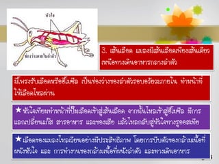 3. เส้นเลือด แมลงมีเส้นเลือดเพียงเส้นเดียว
                                   เหนือทางเดินอาหารกลางลาตัว
มีโพรงรับเลือดหรือฮีโมซีล เป็นช่องว่างของลาตัวรอบอวัยวะภายใน ทาหน้าที่
ให้เลือดไหลผ่าน
หัวใจเทียมทาหน้าที่ปั๊มเลือดเข้าสู่เส้นเลือด จากนั้นไหลเข้าสู่ฮโี มซีล มีการ
แลกเปลี่ยนแก๊ส สารอาหาร และของเสีย แล้วไหลกลับสู่หัวใจทางรูออสเทีย
เลือดของแมลงไหลเวียนอย่างมีประสิทธิภาพ โดยการบีบตัวของกล้ามเนื้อที่
ผนังหัวใจ และ การทางานของกล้ามเนื้อที่ผนังลาตัว และทางเดินอาหาร
                                                                          Page 6
 