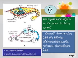 กุ้ง
                                            ระบบหมุนเวียนเลือดของกุ้งเป็น
                                            แบบเปิด (open circulatory
                                            system)
                                               เลือดของกุ้ง เป็นของเหลวใสๆ
                                            ไม่มสี หรือ มีสีฟ้าอ่อน
                                                  ี
                                            มีฮโี มไซยานินที่มีทองแดงเป็น
                                            องค์ประกอบ ส่วนของเม็ดเลือด
ค. ระบบหมุนเวียนเลือดของกุ้ง                ไม่มสี  ี
ง. แผนภาพระบบหมุนเวียนเลือดแบบเปิดของกุ้ง
                                                                       Page 7
 