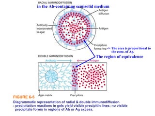 Postzone immunology | PPT