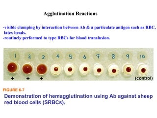 Sheep Rbc immunology | PPT