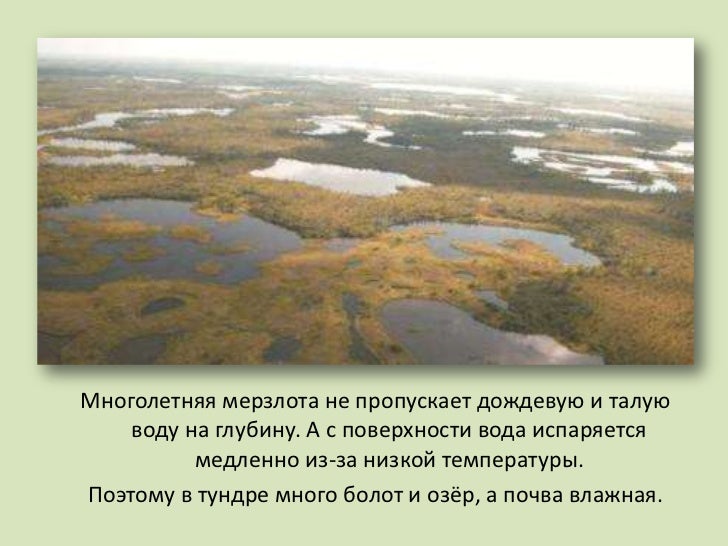 Почему автор называет весеннюю тундру зарастающим болотом. Почему в тундре много болот 4 класс. Тундра почва вечная мерзлота. Краснозобая казарка перелетная птица. Задания по теме природные зоны.