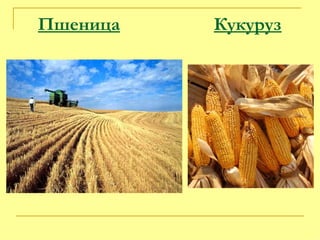 Пшеница   Кукуруз 