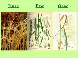 Јечам   Раж   Овас 
