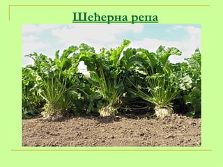 Шећерна репа 