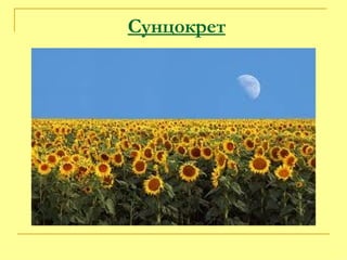 Сунцокрет   