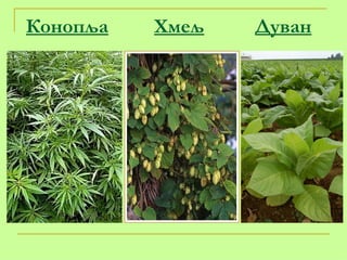 Конопља   Хмељ   Дуван 