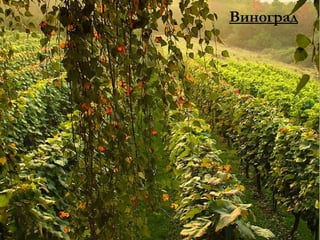 Виноград 