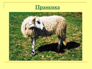 Праменка 