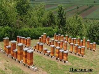 Пчелињак 