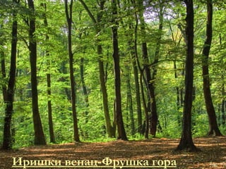 Иришки венац-Фрушка гора 