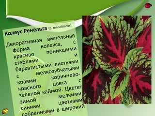 lt i   anus).
          Ренельта
                  (C. rehne
Колеус
                    м пельная
Д екорат   ивная а уса,       с
                 коле
   форма           по никшими
   краси   во                  и
    стеблями ыми листьями
    б архатист козубчатыми
              мел
     с               коричнево-
     краям   и            та     с
              го      цве
      красно аймой. Цветет
       з еленой к       м елкими,
       зимой            цветками,
        синим  и            ирокий
                          ш
           бран ными в
 