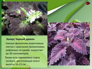 Колеус Черный дракон
 темные фиолетово-коричневые
 листья с красными прожилками,
 рифленые по краям, вырастает
 до 30 сантиметров.
Также есть карликовые сорта
 колеуса, достигающие всего
 высоты 10-15 см.
 