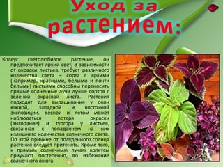 Колеус    светолюбивое     растение,   он
   предпочитает яркий свет. В зависимости
   от окраски листьев, требует различного
   количества света – сорта с яркими
   (например, красными, белыми и почти
   белыми) листьями способны переносить
   прямые солнечные лучи лучше сортов с
   зеленой окраской листа. Растения
   подходят для выращивания у окон
   южной,     западной     и    восточной
   экспозиции. Весной и летом может
   наблюдаться       потеря       окраски
   (выгорание) и тургора у листьев,
   связанная с попаданием на них
   излишнего количества солнечного света.
   По этой причине от полуденного солнца
   растения следует притенять. Кроме того,
   к прямым солнечным лучам колеусы
   приучают постепенно, во избежание
   солнечного ожога.
 